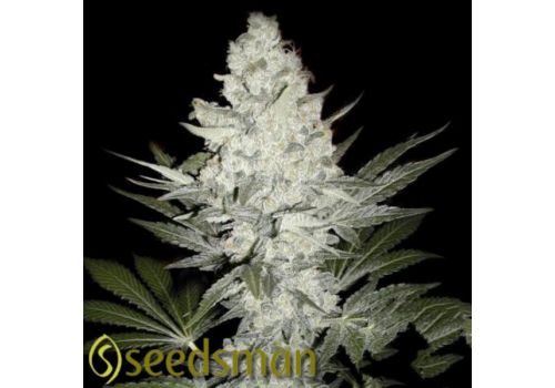 Seedsman Seeds The Resinator