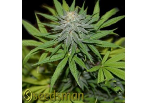 Seedsman Seeds Wonder Woman