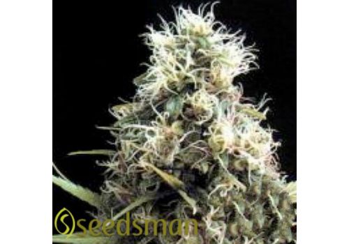 Seedsman Seeds African Buzz