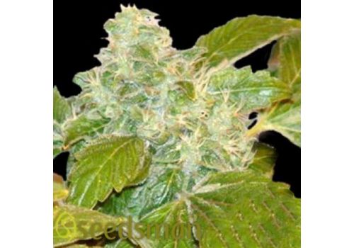 Seedsman Seeds Ata Tundra
