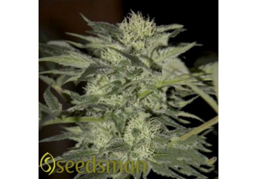 Seedsman Seeds Auto Blue