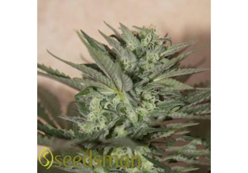 Seedsman Seeds Auto Kush