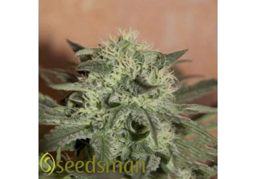 Seedsman Seeds Auto Lemon