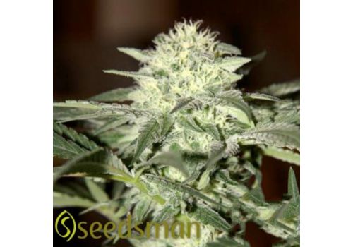 Seedsman Seeds Auto Moscow