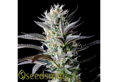 Seedsman Seeds Big Afghan Skunk
