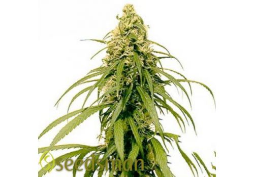 Seedsman Seeds Early Durban