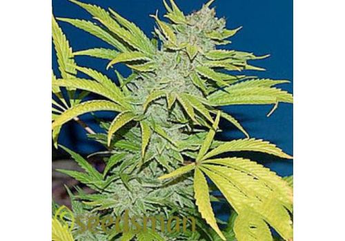 Seedsman Seeds G13 Skunk