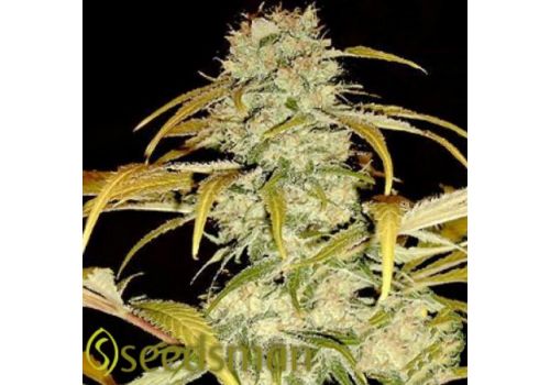 Seedsman Seeds Hawaiian Skunk