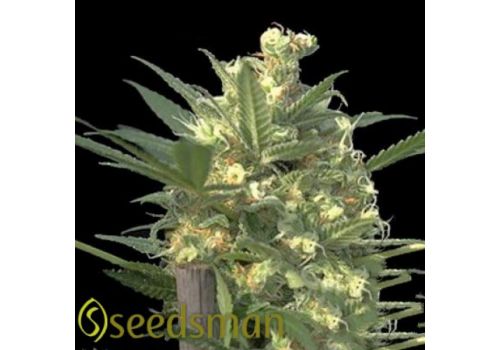 Seedsman Seeds Indian Haze