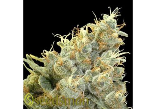Seedsman Seeds Indian Skunk