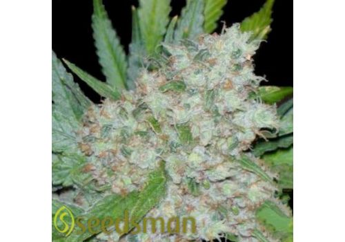 Seedsman Seeds Mama Mia