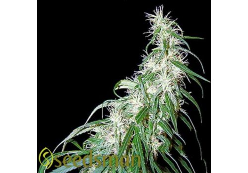 Seedsman Seeds Mama Thai