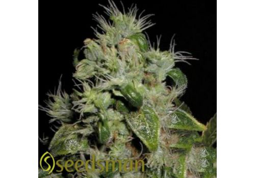 Seedsman Seeds Mazari