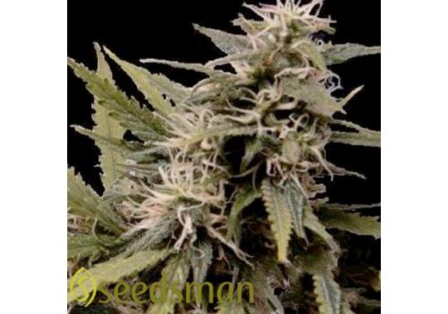 Seedsman Seeds Nemesis