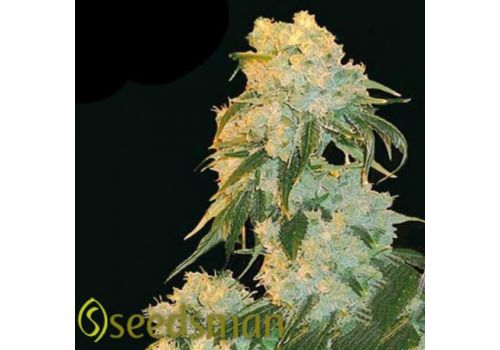 Seedsman Seeds Northern Lights