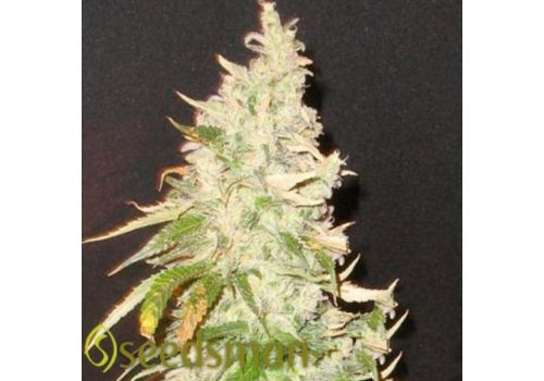 Seedsman Seeds Northern Soul