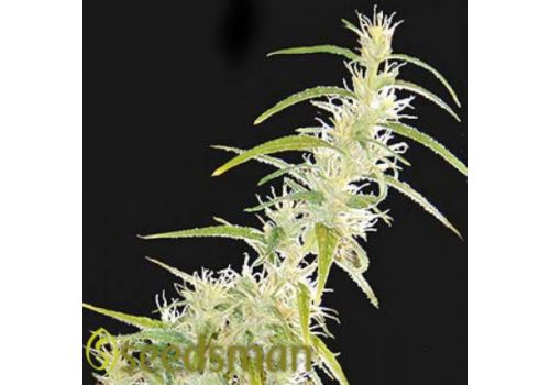 Seedsman Seeds Original Haze