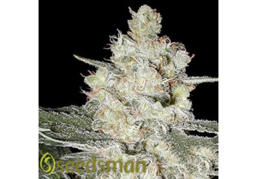 Seedsman Seeds Original Skunk #1