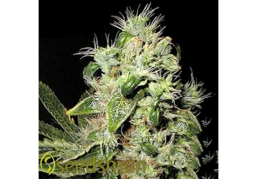Seedsman Seeds Original Afghani #1