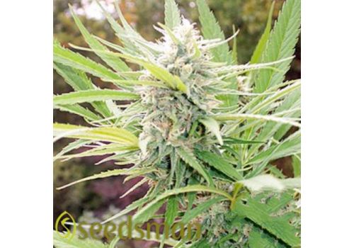 Seedsman Seeds Outdoor Mix