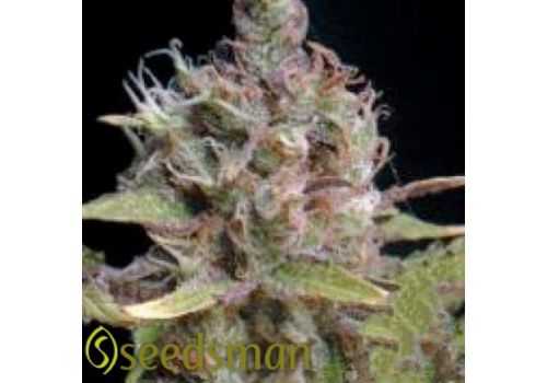 Seedsman Seeds Power Africa