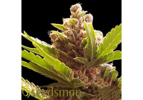 Seedsman Seeds Purple Bud