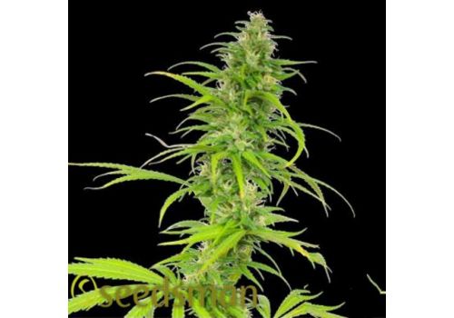 Seedsman Seeds Skunk Haze