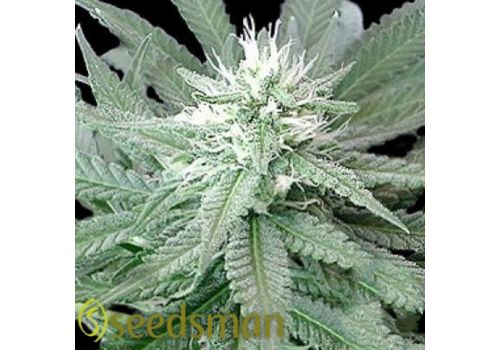 Seedsman Seeds Skunk Mix