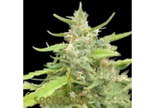 Seedsman Seeds Sugar Haze