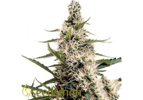 Seedsman Seeds Swazi Skunk