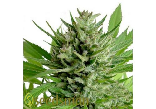 Seedsman Seeds Top Skunk 44