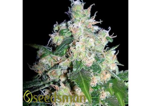 Seedsman Seeds Velvet Bud