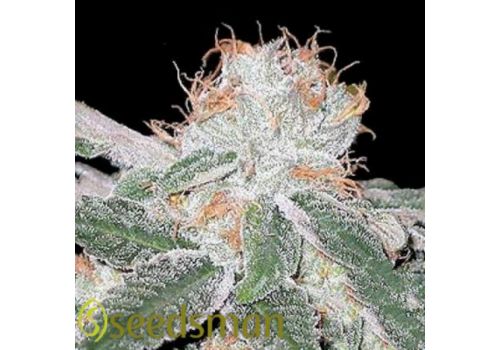 Seedsman Seeds White Widow