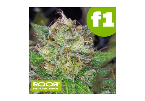 RooR Seeds f1 Shivawreck