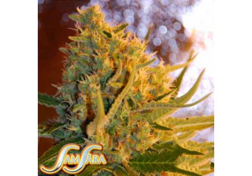 Samsara Seeds Shot Adrenaline Automatic