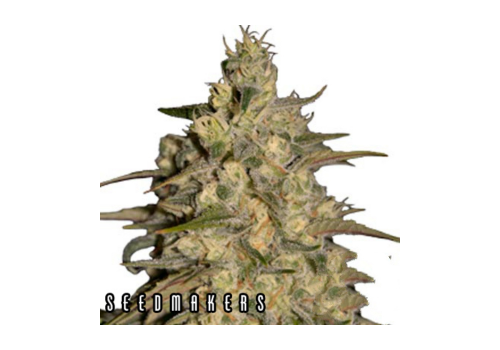 Seedmakers Seeds Silver Jack