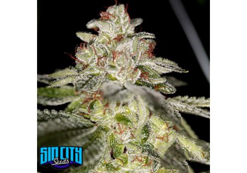 SinCity Seeds TruePower OG
