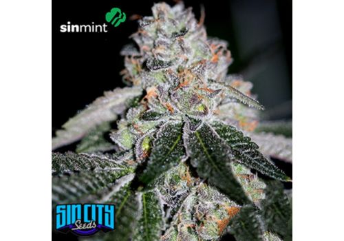 SinCity Seeds SinMint Cookies
