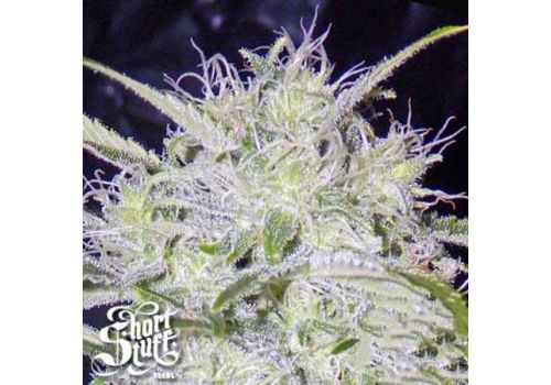 Short Stuff Seeds Snowryder