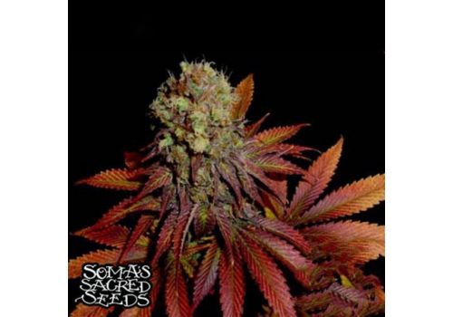 Soma Seeds G13 Haze x Rock Bud