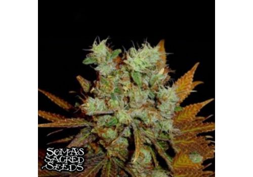 Soma Seeds G13 Haze x Somango