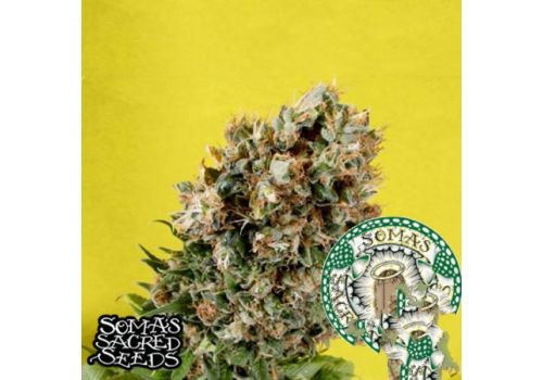 Soma Seeds G13 Haze x Somativa