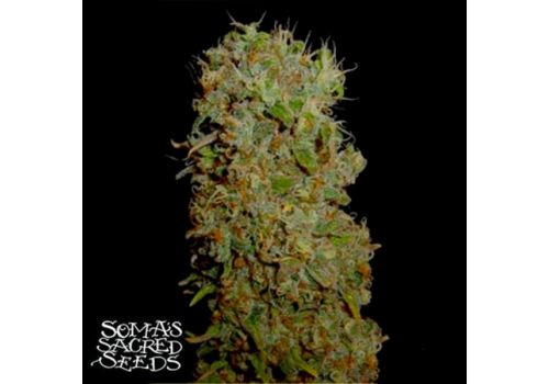 Soma Seeds Kahuna