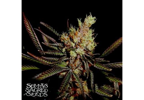 Soma Seeds Kilimanjaro