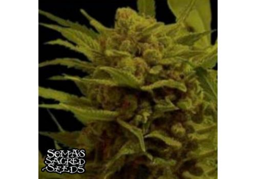 Soma Seeds Somanna
