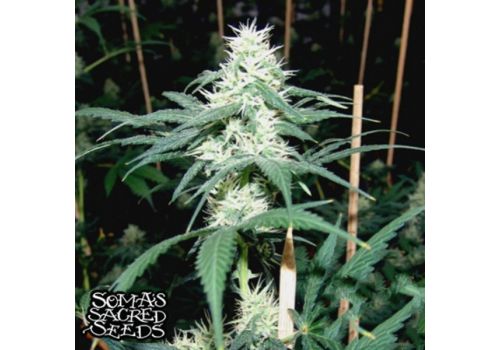 Soma Seeds Somaui