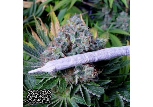 Soma Seeds White Light