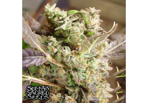 Soma Seeds Somango