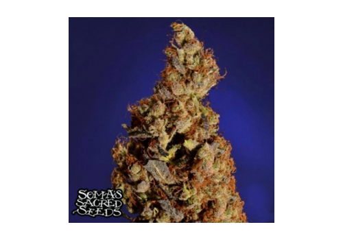 Soma Seeds Somari