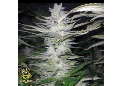 Reeferman Seeds Sour Diesel Kush